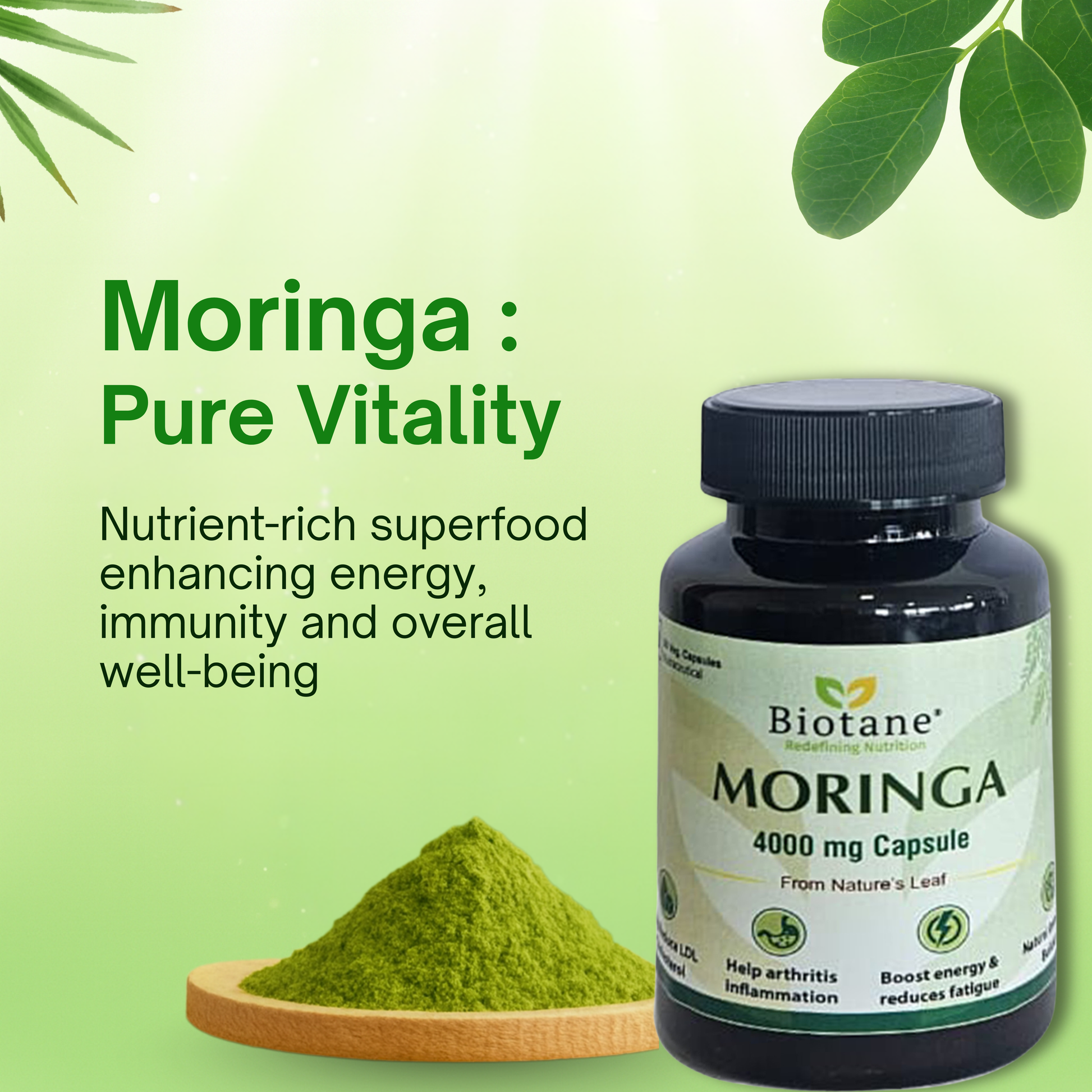 Biotane Moringa Capsules 4000mg | Natural Energy & Immunity Support | Helps Maintain Healthy Cholesterol | Joint & Vitality Care